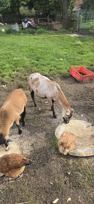 Owca kameruńska półtoraroczna