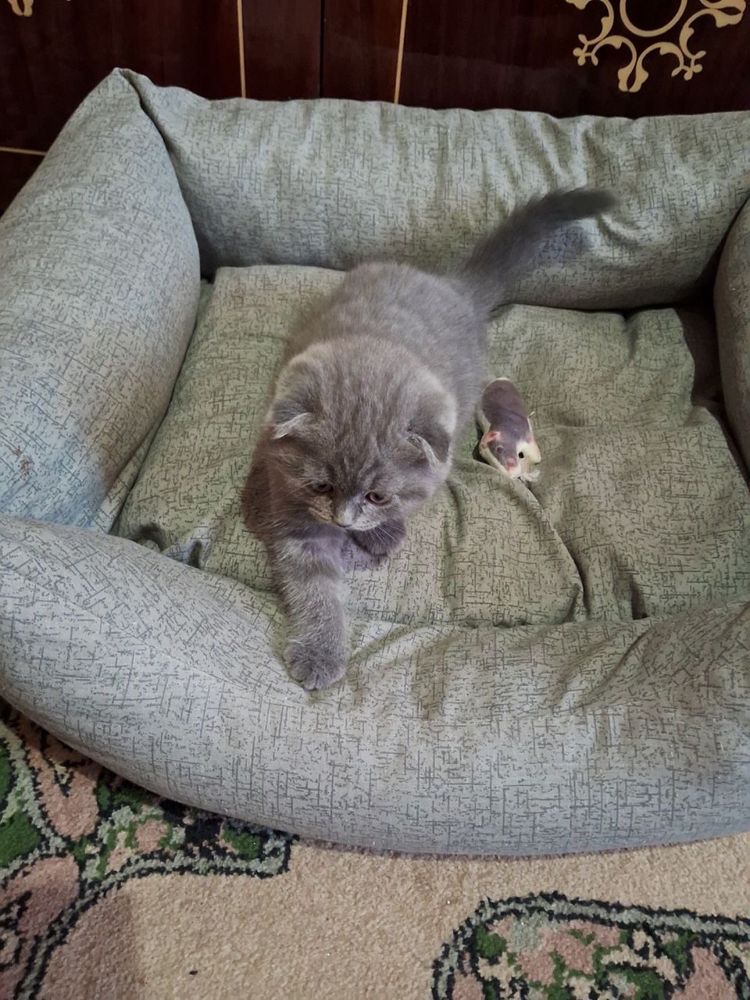 Котята Брітаночкі