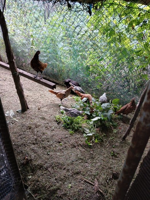 Kury sebrytki młode