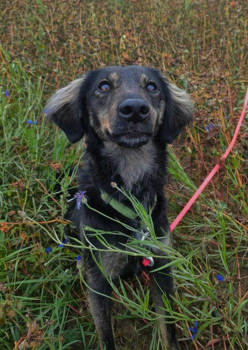 Sami super energiczny młodziak do adopcji