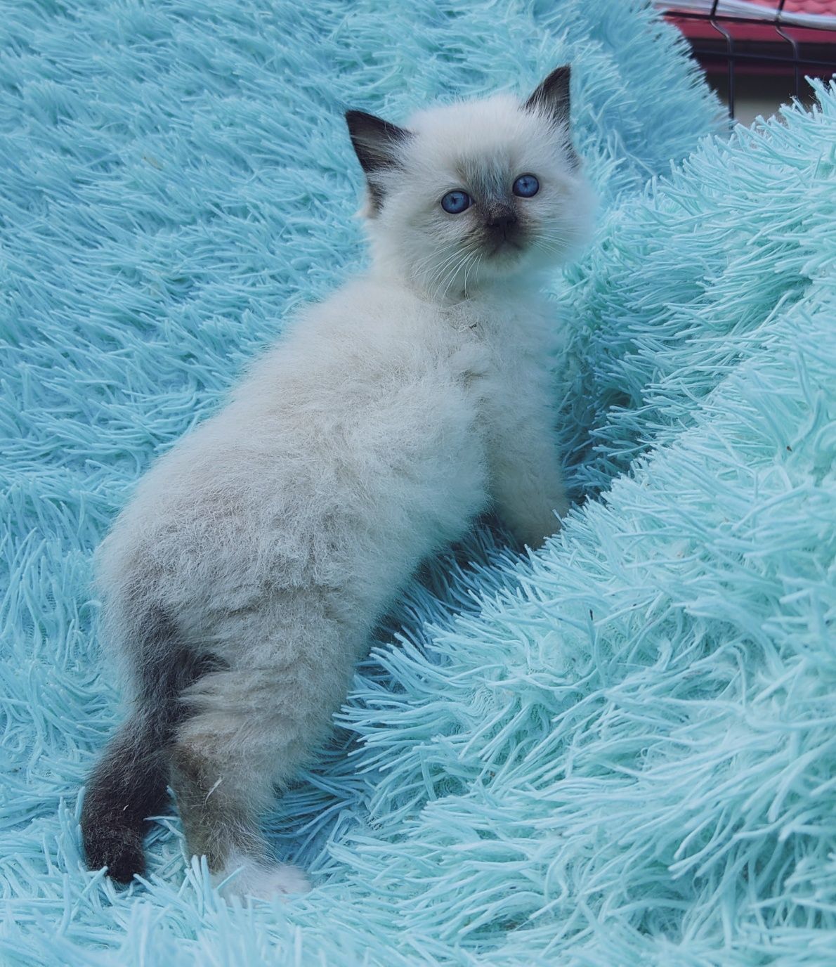 Kocurek ragdoll      .