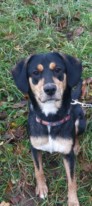 Подаруємо милу собачку