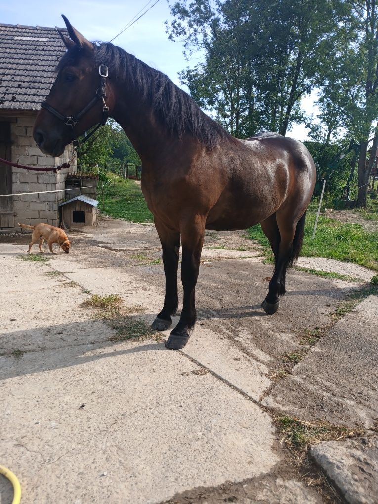 Sprzedam klacz pół Śląską