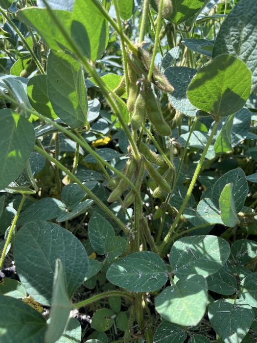 Високоврожайний сорт сої Drem. Перша репродукція