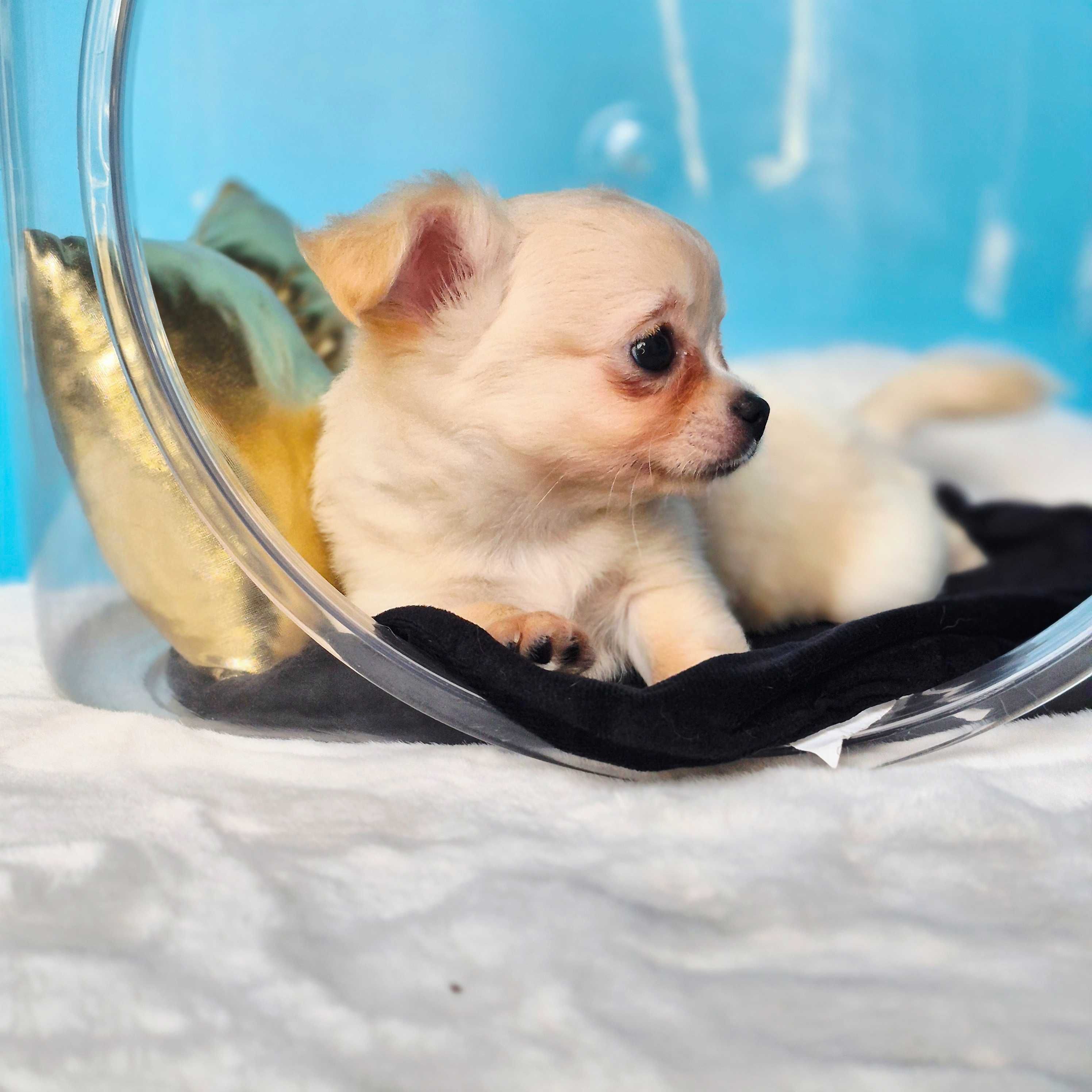 Chihuahua Lolo z Hodowli pieski z kaszub Gotowy do odbioru