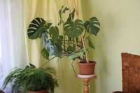 Kwait domowy Monstera