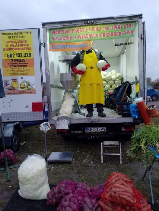 Kapusta krojona / w główkach