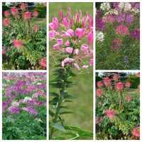 Cleome kleome sadzonki