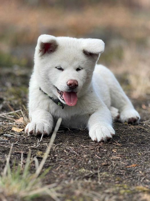 Akita Japońska*szczenię*ZKwP*biały chłopiec