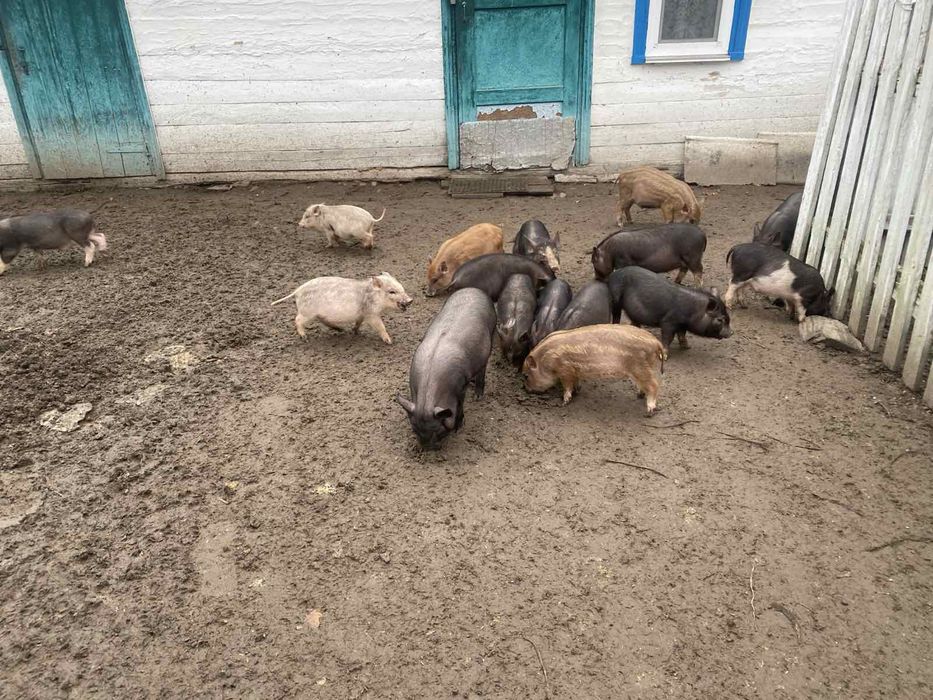 В'єтнамські поросята кармали