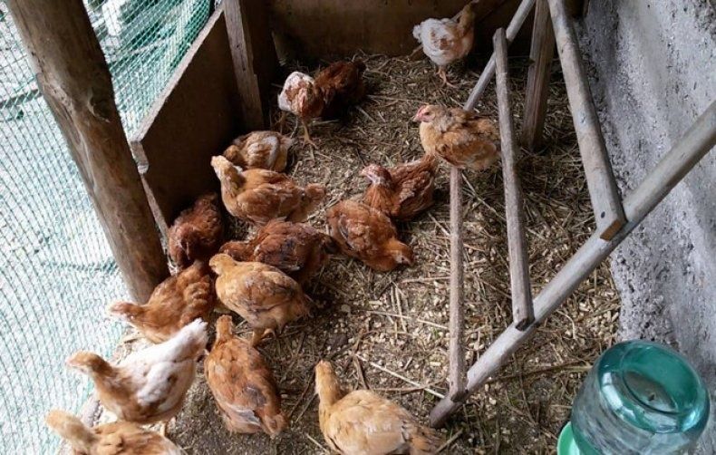 Инкубационное яйцо курицы сассо (Украина Венгрия)
