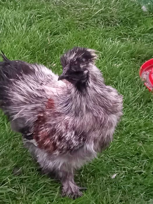 sprzedam koguty silki