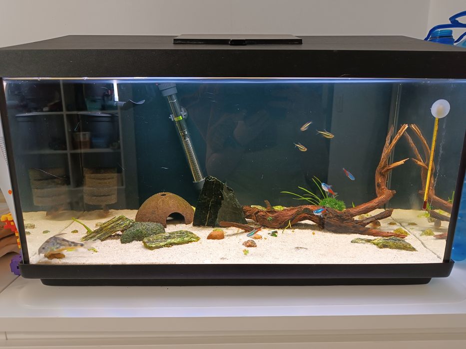 Akwarium z obsadą 54 l