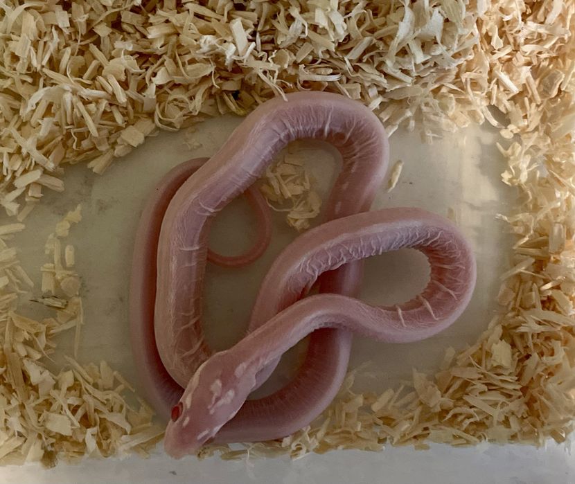 Wąż zbożowy Snow Tessera Scaleless samiec