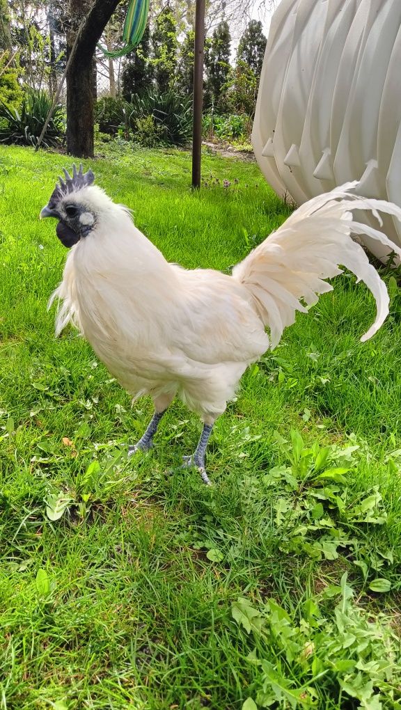 Ayam cemani białe