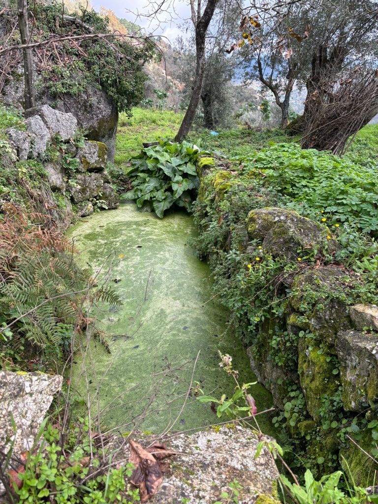 Terreno / Quintinha com 5 mil m2 em Algodres