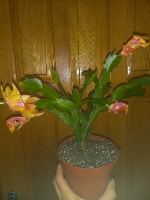 Фікус мокламе драцена різдвяник шлюмбергера