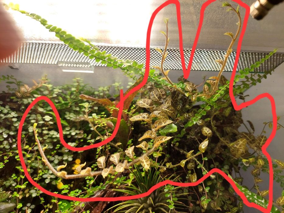 Rośliny do terrarium