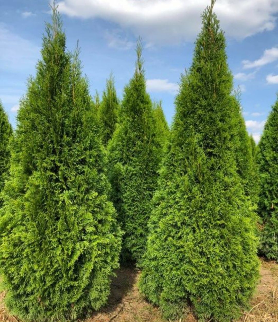 Thuja, Tuja Szmaragd 120 cm Promocja Transport