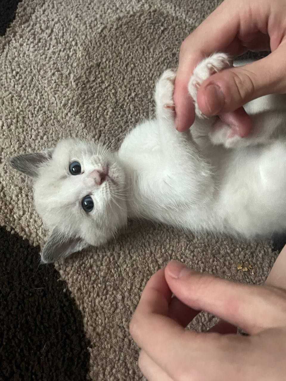 Котята, тайские котята