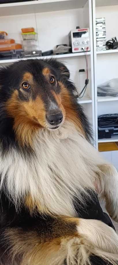 Szczeniaczki mieszańce, mama owczarek szkocki collie