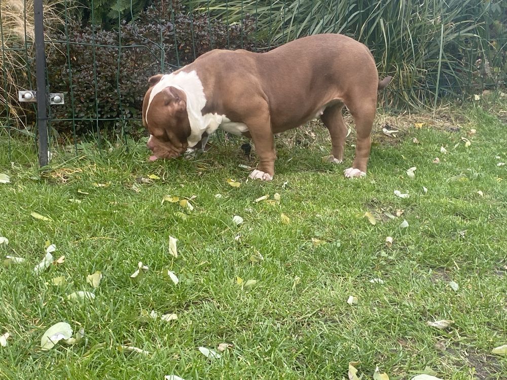 Suczka American Bully