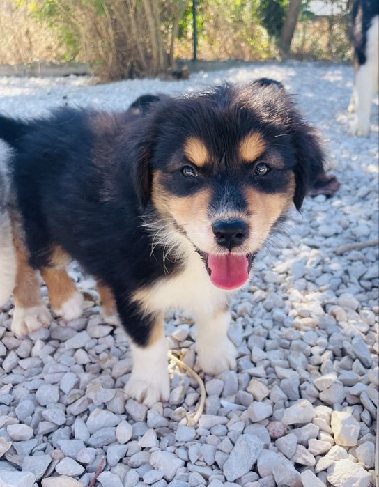 Pastor australiano macho com lop