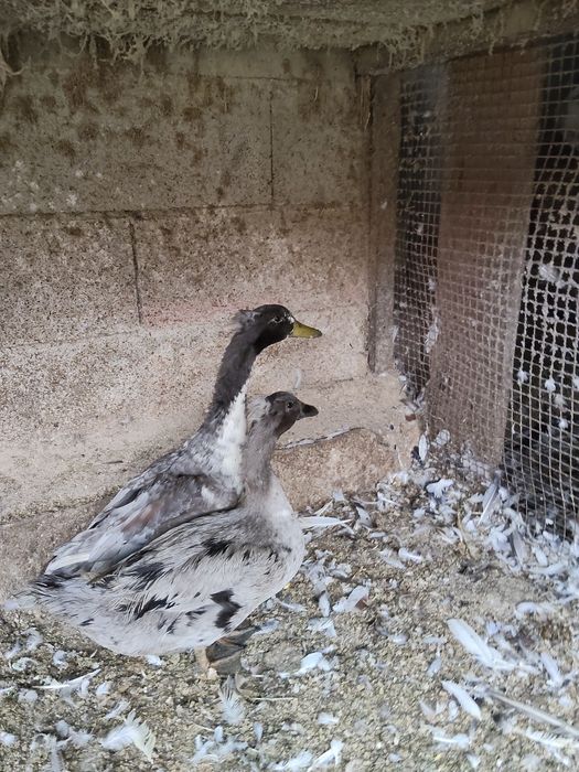 Patos marrecos de pompom