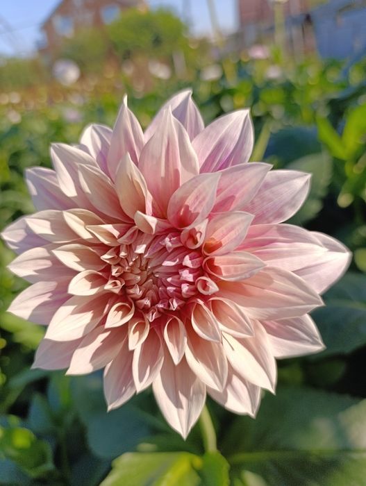 Жоржина/георгина сортів Евеліна та Кафе лайт