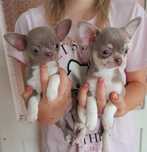 Liliowe chłopcy Chihuahua