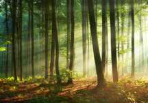 Fototapeta Las Słońce Promienie Natura 3D Na Twój Rozmiar + KLEJ