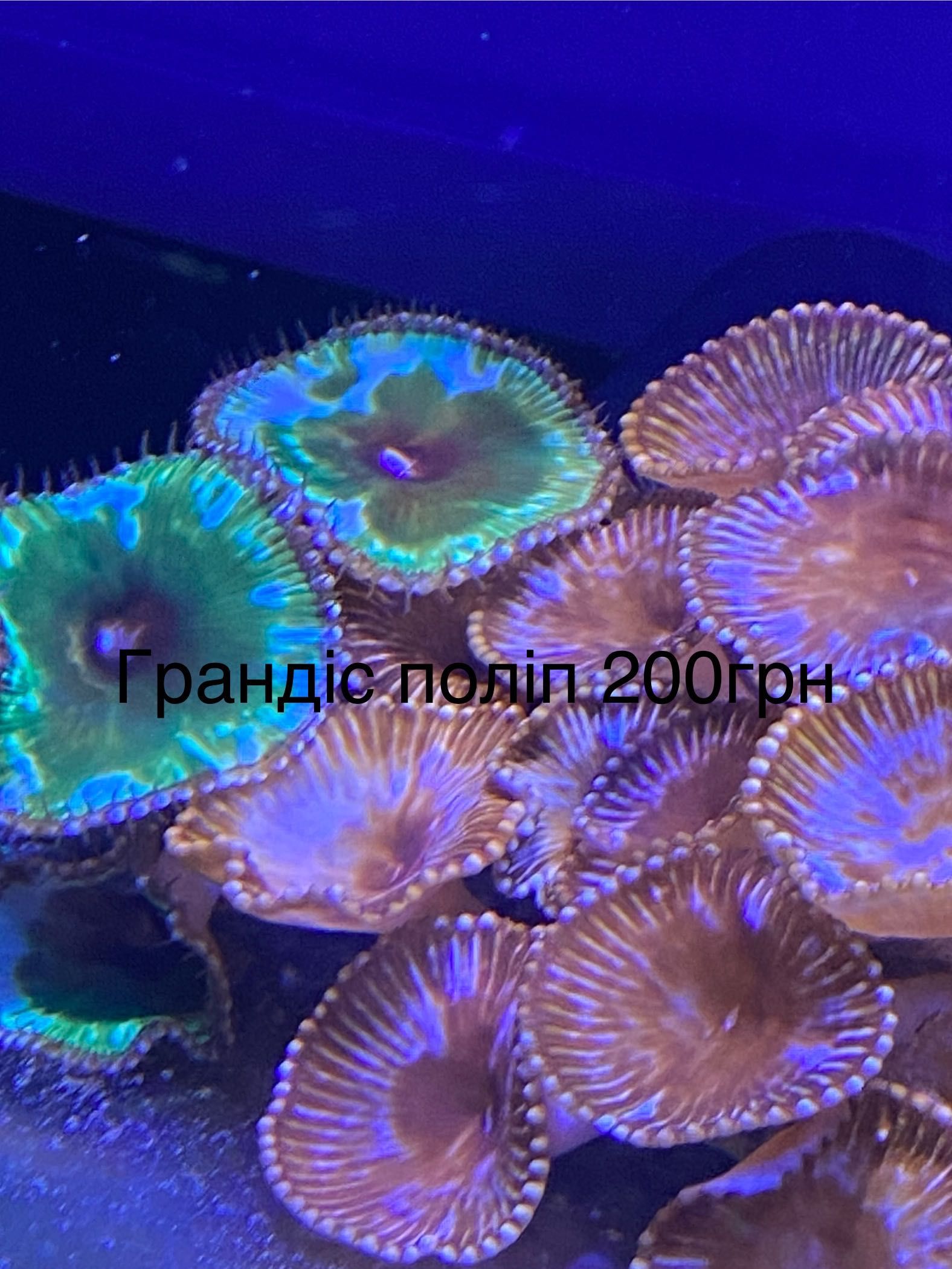 Морський акваріум корали кораллы
