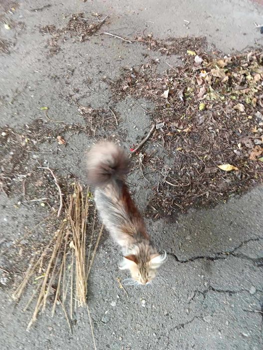 Ступицы пятишпиличные с подшипниками и осями