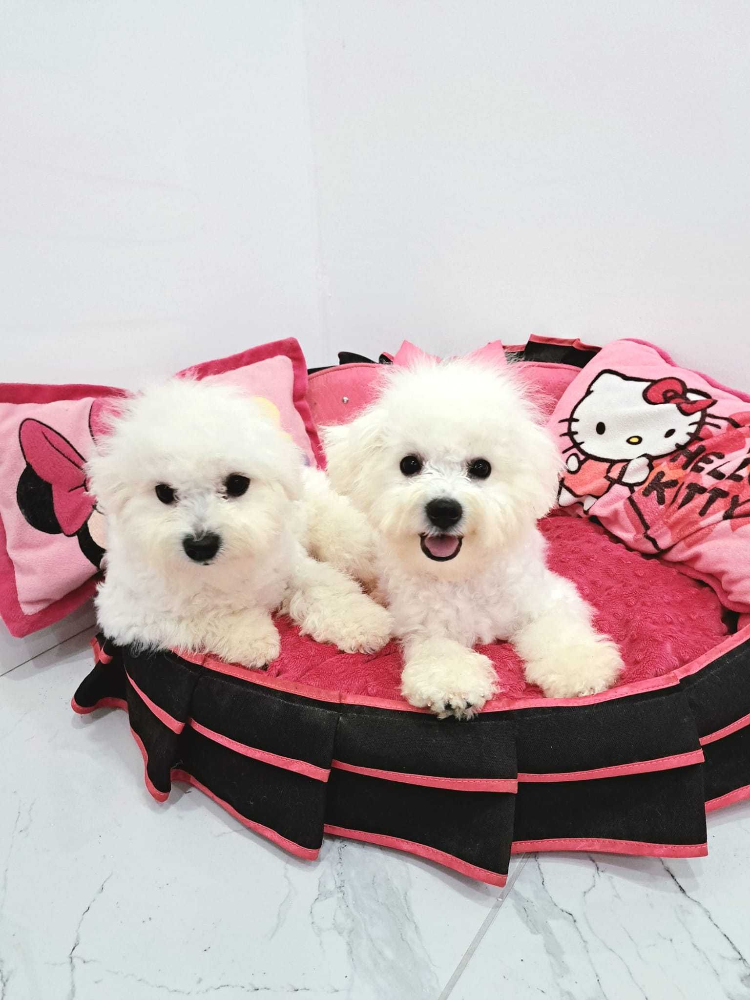bichon frise suczka  z rodowodem FCI ,do odbioru