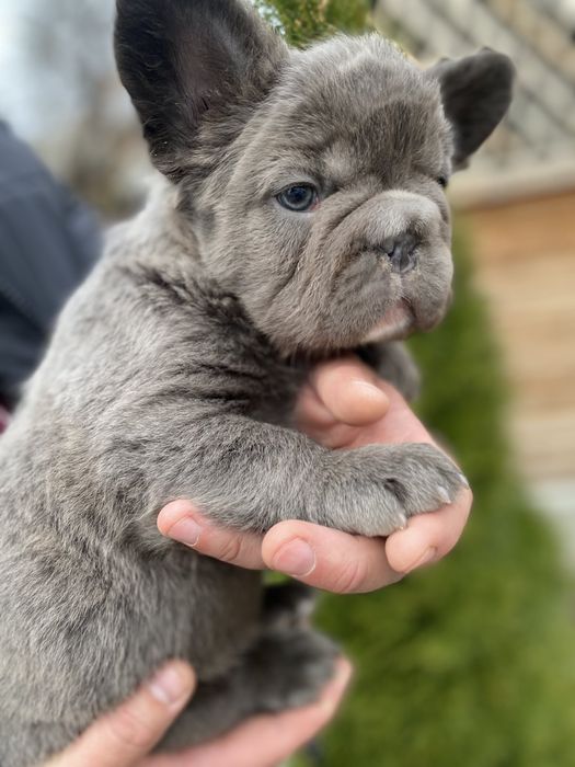 Флаффи французский бульдог мальчик