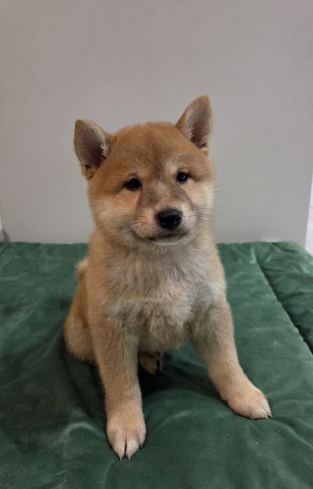 Shiba inu piesek gotowy do odbioru