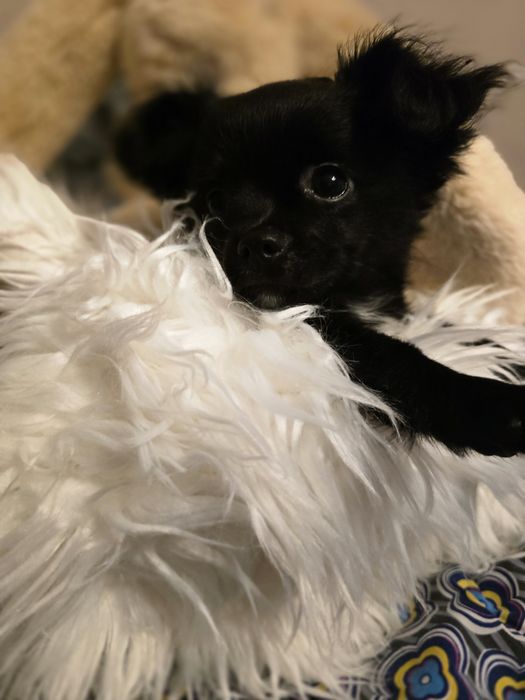 Piękny długowłosy piesek rasy Chihuahua