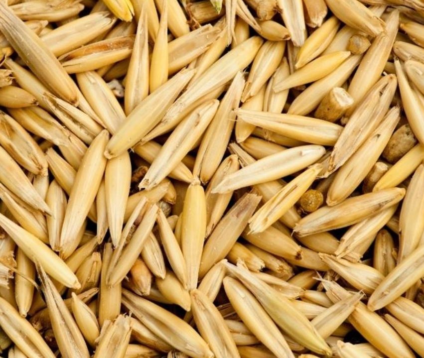 Ekologiczny owies