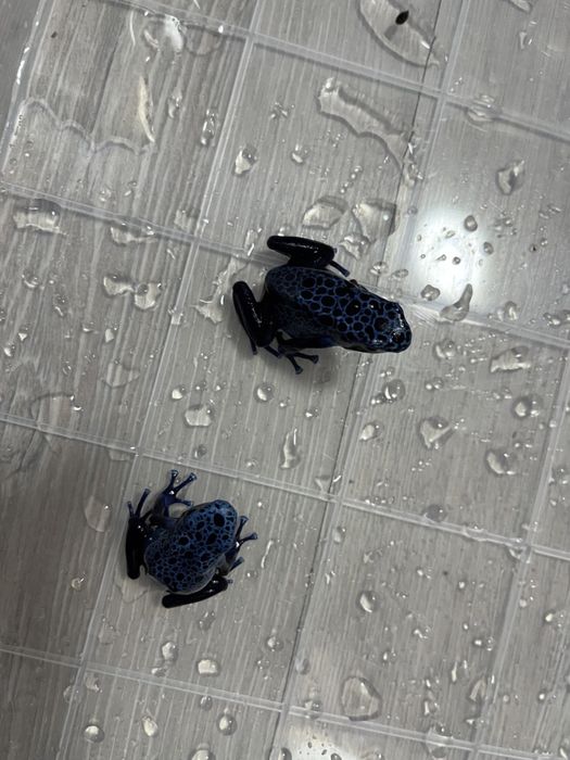 Укомплектованый и оборудованный аквариум террариум с тумбой и питомцам