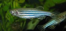 Danio pręgowane - Danio rerio