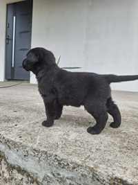 Labrador retriever suczka