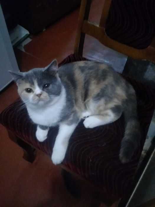 Британская трёхцветная кошечка