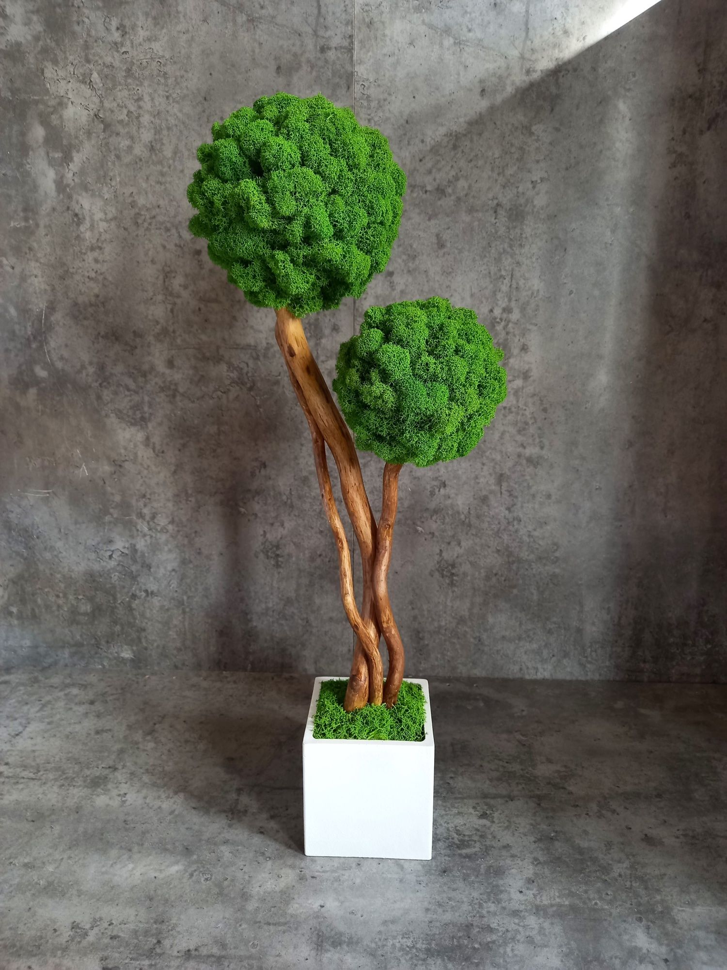 Drzewko bonsai z mchem chrobotkiem