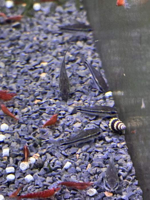 Corydoras Pigmeu