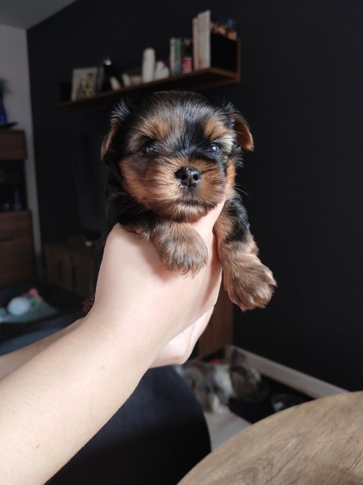 Yorkshire terrier