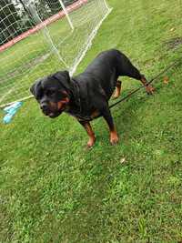 Rottweiler suka FCI ,adopcja.