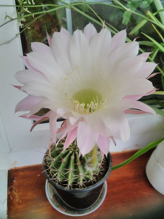 Продам кактус дуже гарний