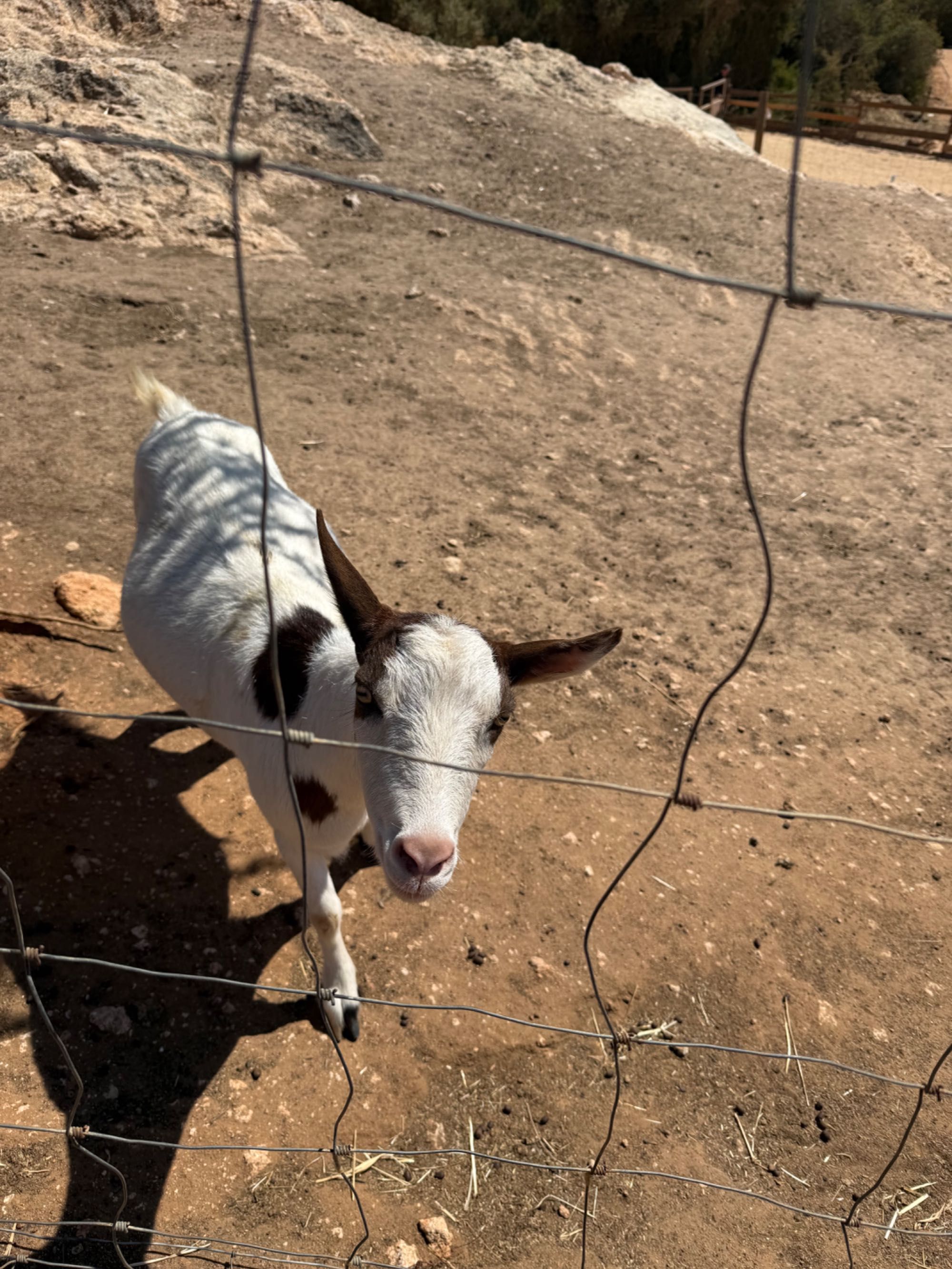 Mini Cabras Dóceis