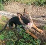 Ara-owczarek niemiecki mix do adopcji