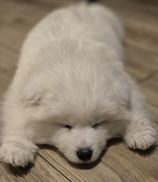 Samoyed bialy piesek